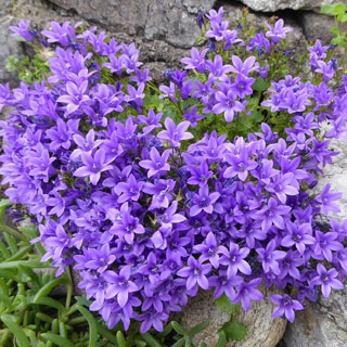 campanula muralis- portenschlagiana